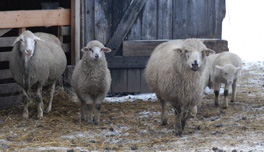Schafe Winter